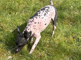 American hairless terrier