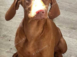 Hungarian Vizsla Bitch For Sale