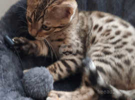 Bengal kitten Newark, NJ  Нow to train a Bengal kitten?