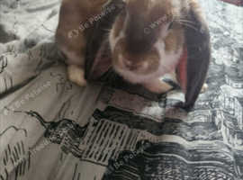 Beautiful boy rabbit for sale