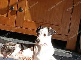 KC whippet pups