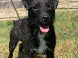 Patterdale terrier