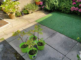 Double furnished bedroom to let