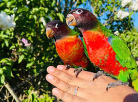 Hand-Reared Lorikeet for Sale