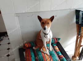 5 year old female basenji
