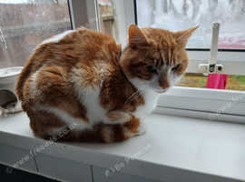 White and ginger  cat looking for a loving  home