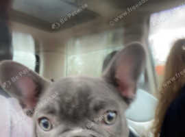 Blue fawn female frenchie
