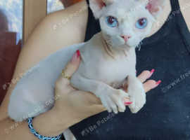 3 Sphynx canadian