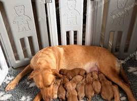 Beautiful Fox Red KC Labrador Retrievers
