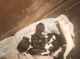 Border collie puppies