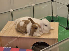 X2 Bonded female rabbits