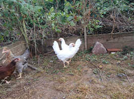 White leghorn pullets
