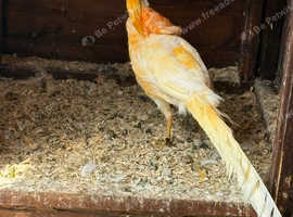 Pair Golden pheasant