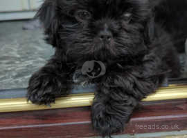 Last little shih tzu boy left ready now vaccinated REDUCED!