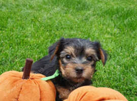 Puppy's Yorkshire terrier. Ready to go on 15th May in Leeds