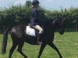 13.2hh BRP gelding