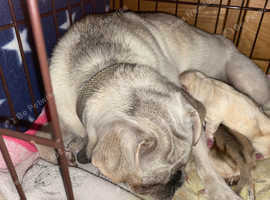 Gorgeous pug puppies