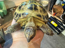 Hermanns Tortoise