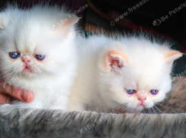 Gorgeous kittens