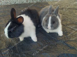 Lovely Baby Dutch rabbits