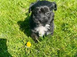 8 week old boy