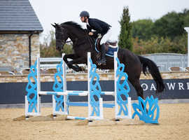 Perfect big horse in all ways
