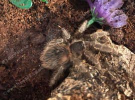 Tarantulas for sale