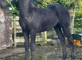 Full breed appy colt sire oor flying scotman xx