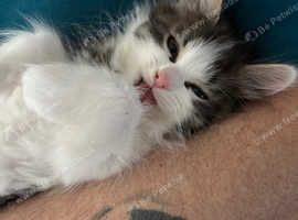 Beautiful kittens mum half Persian