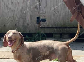 isabella and tan dapple Male 2 years old in need of new home