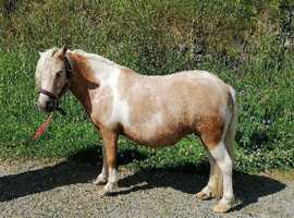Hermits mini shetland mare for sale