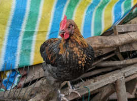 FREE black copper marans/olive egger cockerel