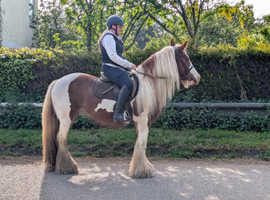Stunning 14.2hh traditional cob