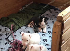 Miniature English bull terrier puppies
