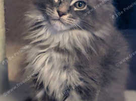 British Maine Coons kittens for sale