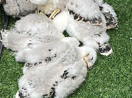 Goshawk chicks for sale