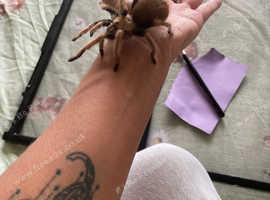 Desert blonde tarantula