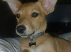 Chihuahua cross pomeranian puppy oscar