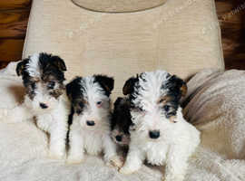 Fox terrier puppies for sale
