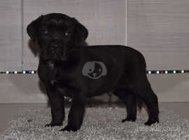 Cane Corso Herding Dogs For Sale In Oklahoma Agriseekcom