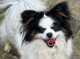 Beautiful loving girl needs new Human