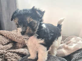 Yorkshire terrier Biewers- GIRLS- All reserved