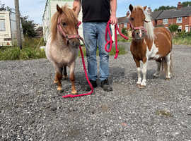 Pair Miniature Shetland ponies