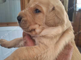 Labour  pup's i