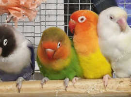 Mix Lovebirds Available