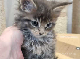 Blue tabby Maine Coon kittens