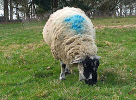 2 ex breeding ewes