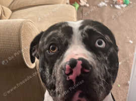 Bullmastiff cross staffy boy