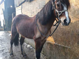 14.1hh Welsh C gelding