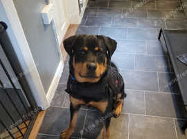 9 month rottweiler male very well trained